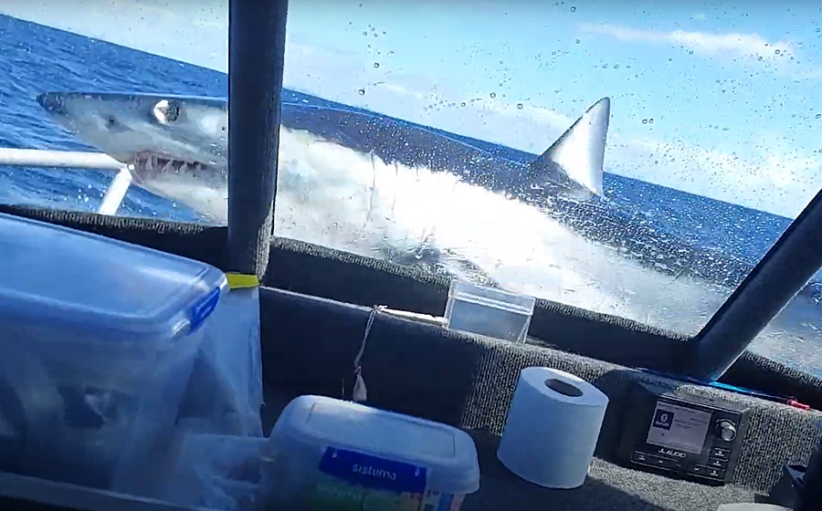 Jumping the Shark: Huge Mako Shark Jumps on Deck of Fishing Boat; Approximately 330 Pounds, Between 8 And 9 Feet In Length