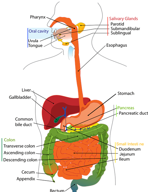 What is the Gi Tract (Gastrointestinal tract) and just how The digestive system Does the job